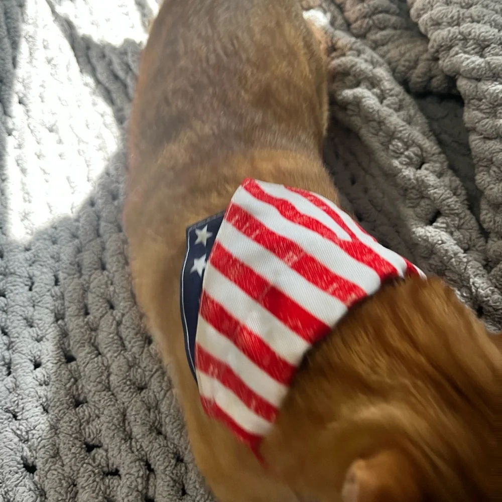 Small animal American flag scarf